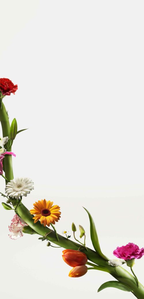 FlowerFamily