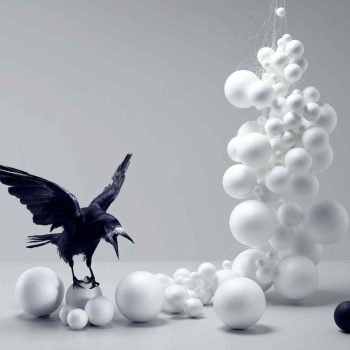 Michael Blann Black Raven Photography
