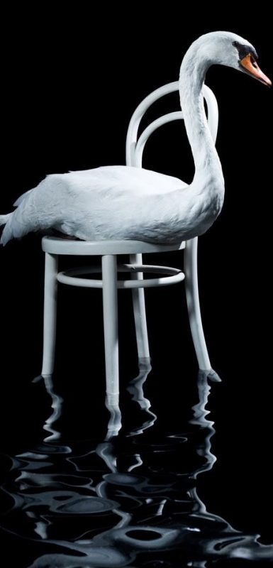 Swan-on-a-chair-over-water-min